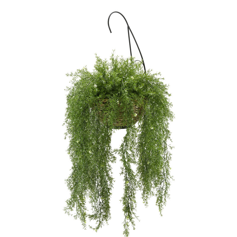 Gracie Oaks Faux Asparagus Fern Hanging Basket Ivy Plant & Reviews